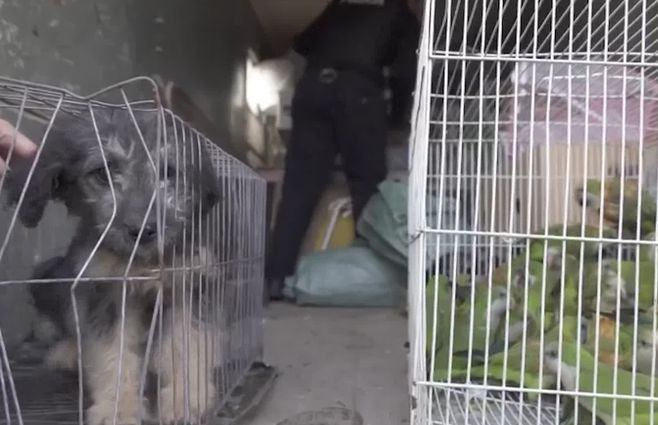perros-aves-incautadas