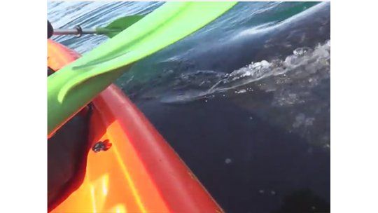 Impresionante encuentro en kayak con una ballena desató polémica