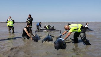 Rescataron delfines en Francia. Foto: AFP