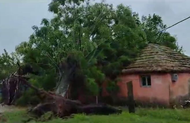 Caída de árboles en Paysandú por el temporal del martes. Imágenes para Subrayado.