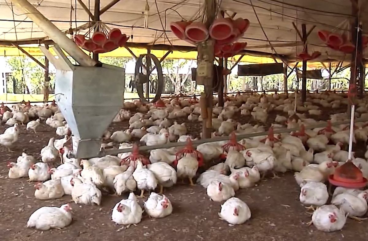 MGAP declara la emergencia sanitaria en todo el país por gripe aviar detectada en tres departamentos