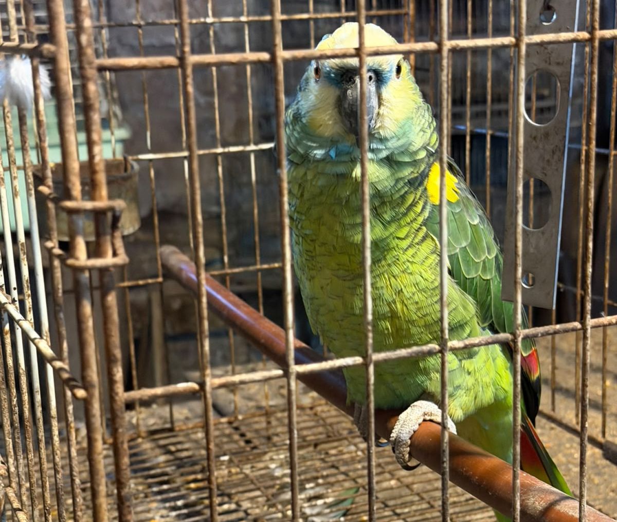 Aduanas incautó armas de fuego, municiones y 52 aves, en operativo en Montevideo