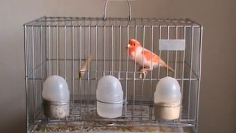 incautan aves de contrabando de argentina escondidas en auto de alta gama