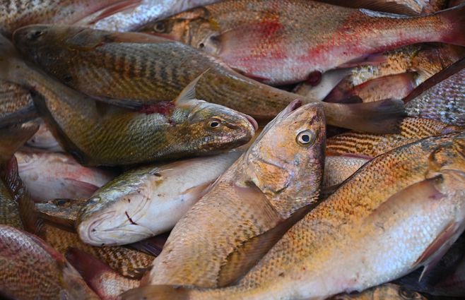 focouy-pesca-pescados-carne-blanca