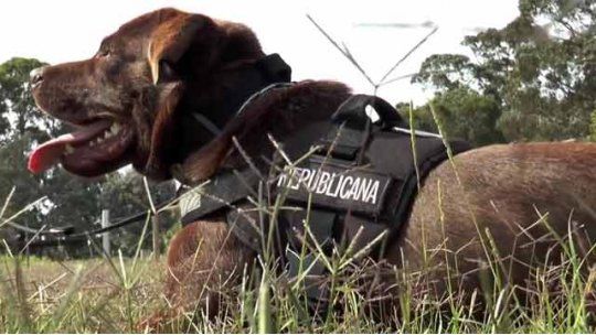 La Guardia Republicana presenta a “Tronco”, su perro héroe La Guardia Republicana presenta a “Tronco”, su perro héroe