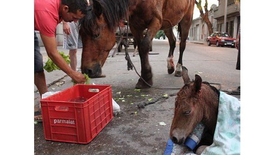Una yegua venía tirando de un carro y parió en plena calle