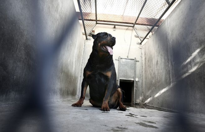 rottweiler-afp.jpg
