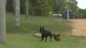 mujer fue atacada por dos perros cuando llegaba a su casa y la hicieron caer de la moto