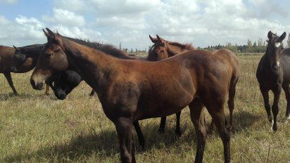 un imputado y ocho condenados por contrabando de caballos desde brasil