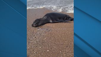 confirman siete casos de gripe aviar en lobos marinos de costas de uruguay