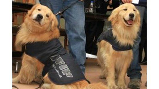 Argentina entrenó perros buscadólares para evitar fuga a Uruguay