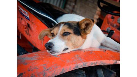 La historia de una perrita no abandona a un caballo maltratado