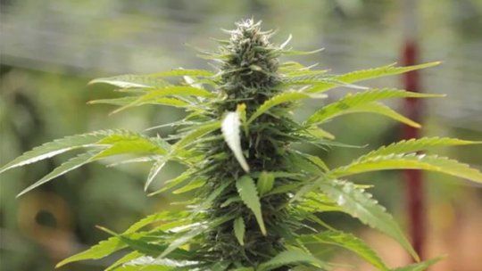 cannabis