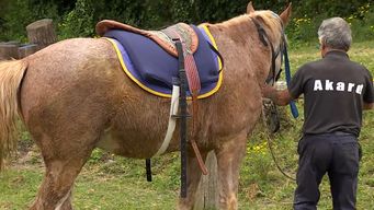 aparecieron las dos yeguas robadas de un centro de equinoterapia en el prado