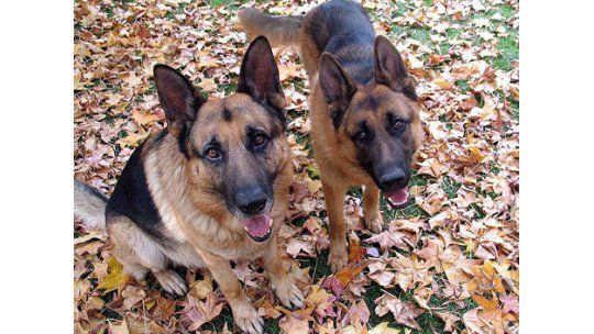 Dos perros custodiaron a su dueño cuando se desmayó en la calle