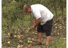 Granjas, viñedos y siembra con pérdidas y en alerta por lluvias