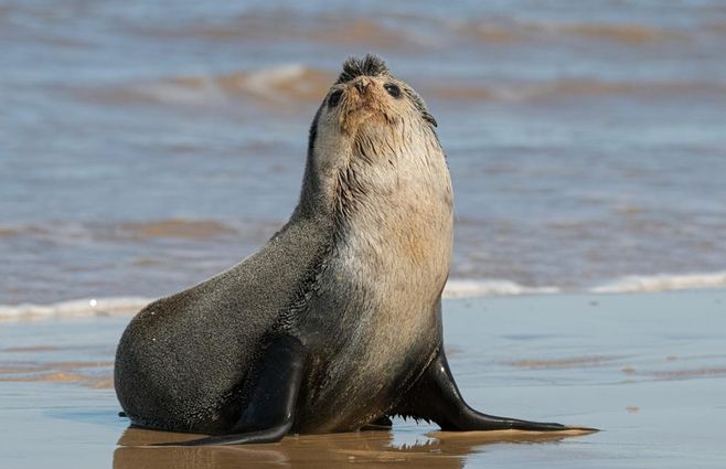 lobo-marino-canelones-SocoBioma-de-frente.jpg