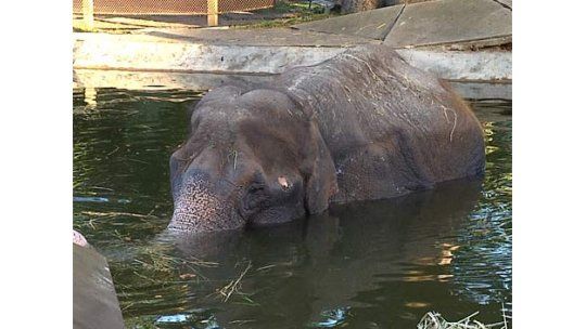 Activistas violentos en el zoológico: se treparon a la elefantera