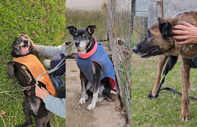 perros-en-adopción-sos-caninos-y-equinos.jpg
