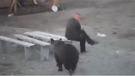 oso ruso