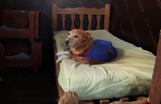 Perro-en-la-cama.jpg