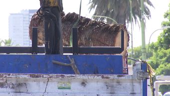 extraen unas 25 palmeras de bulevar artigas, piden un poco de paciencia a vecinos y explican olor que se genera