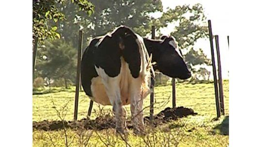 Tamberos advierten que el viernes deberán tirar leche