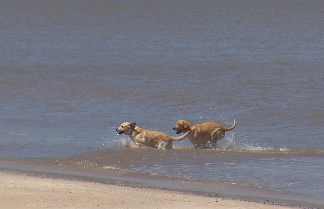 perros-playa-montevideo.jpg