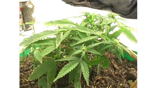 El voto 50 del FA para legalizar la marihuana es casi un hecho