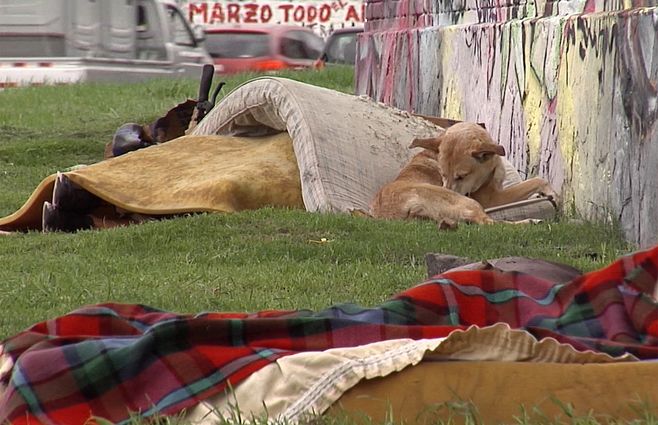 personas-en-situacion-de-calle-colchones-perro.jpg