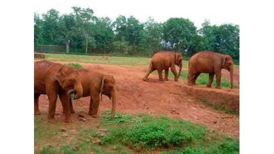 China incautó 130.000 animales en operaciones de tráfico ilegal