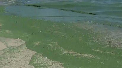 se espera que las cianobacterias se retiren por completo recien entre marzo y abril