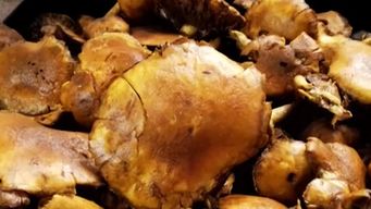 msp advierte por riesgos de consumir hongos silvestres toxicos para la salud: conoce los detalles