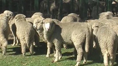 investigan el robo de 4.000 kilos de lana merino en florida