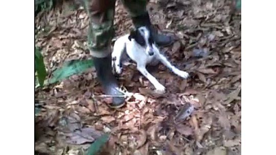 Colombia: video muestra soldados jugando tiro al blanco con perro