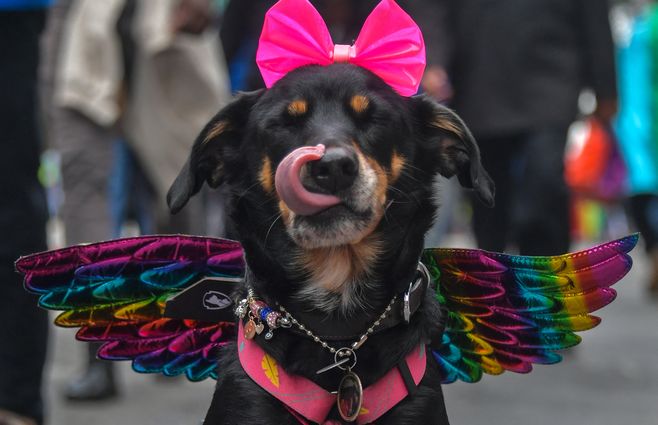 Un perro participa en el 26º Desfile del Orgullo Gay en Sao Paulo, Brasil, el 19 de junio de 2022. Foto: AFP.