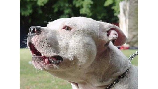 Un hombre murió tras ser atacado por dos perros pitbull