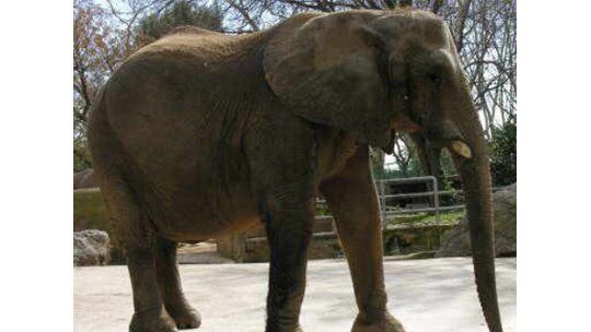 El primer elefante con un lente de contacto