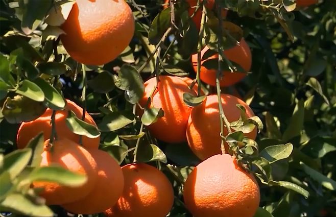 naranjas-arbol-citricola-salto.jpg