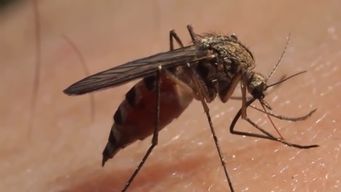 director de salubridad sostiene que puede haber explosiones de mosquitos tras altas temperaturas
