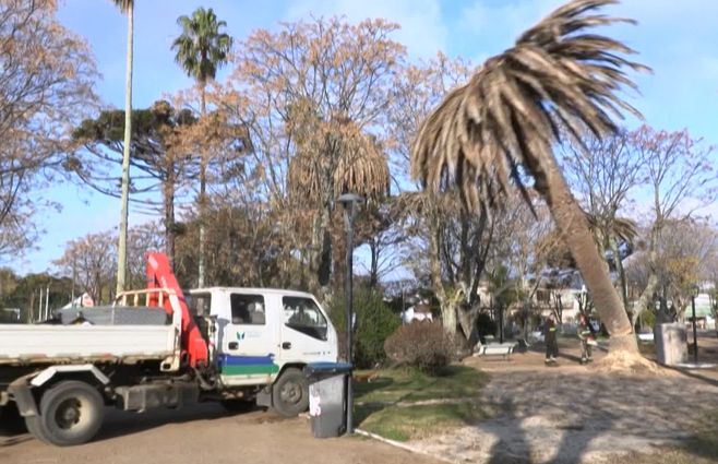 tala-palmeras-montevideo-picudo-rojo