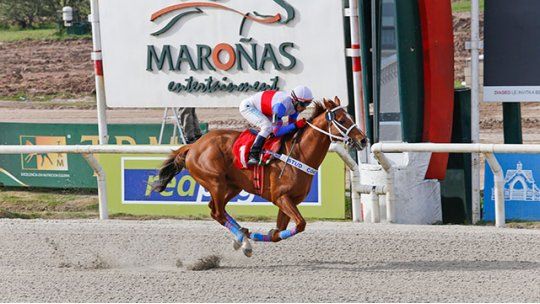 turf malandrino
