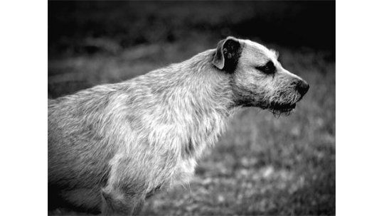 Adolescente argentino acuchilló a su perro y lo filmó agonizando