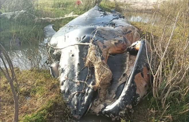 ballena-muerta-conchillas.jpg