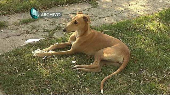 perros