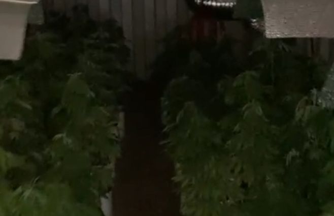 Fueron 201 las plantas incautadas.