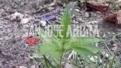 plantas de cannabis crecen en plaza de san jose de mayo