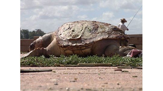 Apareció una tortuga marina muerta en la rambla y Ejido