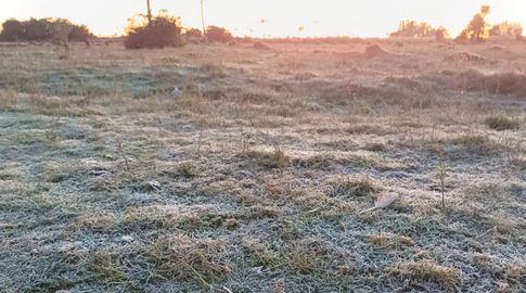 Comienzo de semana helado, con mínimas bajo cero: en Lavalleja llegó a -5º esta mañana