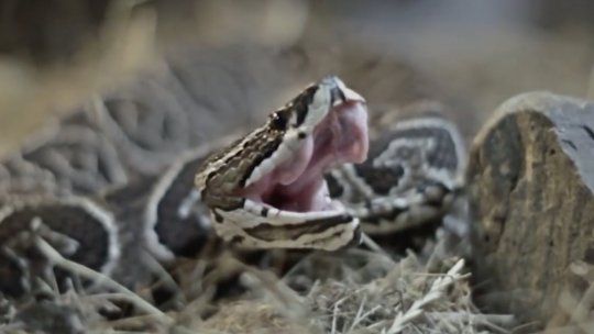 Mordeduras de serpientes: qué hacer y qué no en caso de accidente y dónde encontrar suero antiofídico